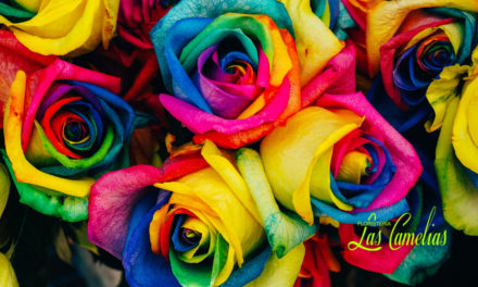 El significado del color de las rosas